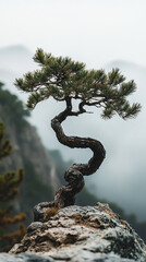 Aufkleber - A twisted pine tree growing from a rocky cliff in a foggy mountain landscape, symbolizing strength, resilience, and the beauty of nature's harsh environments.