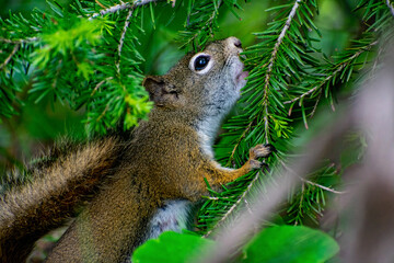 squirrel smelling tree