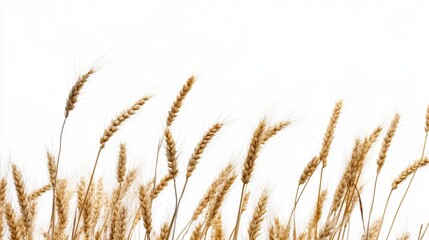 Naklejka na meble Golden Wheat Stalks Against a White Background, Grain Field with Warm Tones for Agriculture and Harvest Themes
