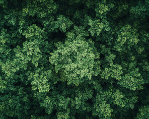 Poster - Aerial view of dense green foliage showcasing a vibrant, lush forest canopy, symbolizing nature, biodiversity, and the tranquility of forest ecosystems.