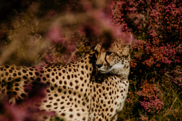 cheetah through heather