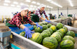 © JackF - Focused Hispanic woman working on industrial sorting line in fruit warehouse, preparing watermelons for packaging and delivery to stores