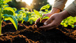 © rnroni - Nurturing Hands Planting a Seedling in Rich Soil Under Golden Sunlight,  planting, hands, soil, garden, sunlight, organic, farming, agriculture, nurture, growth, green, leaves
