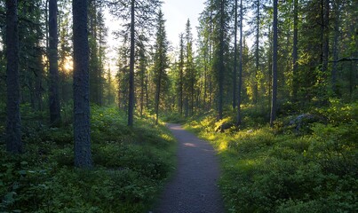 Poster - ahmadwahyuutomo776@gmail.com A serene forest path bathed in warm, golden light, perfect for nature-themed projects and imagery.