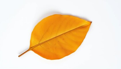 Wall Mural - Single, abandoned leaf on pure white backdrop, isolated object, environment