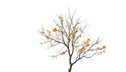 Wall Mural - Single deciduous tree, stark branches against pure white, colorful, scenic