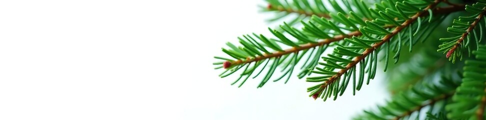 Wall Mural - Leafy branches of a fir tree against a white background, evergreen, whiteness, green