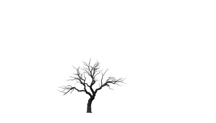 Wall Mural - A lone tree stands stark against a pure white backdrop, branches reaching skyward,  white,  fall