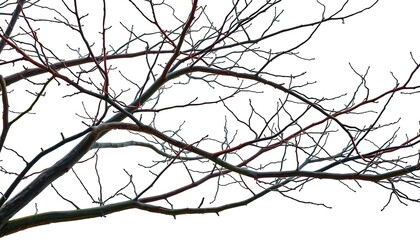 Wall Mural - Bare, intertwined branches against pure white backdrop, craft, tree