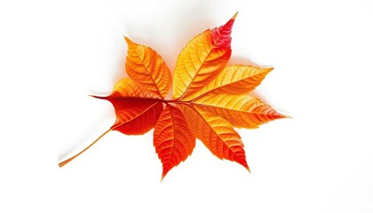Wall Mural - Single autumn leaf, isolated on pure white backdrop, design, color