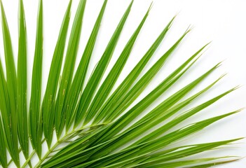 Poster - Lush Green Palm Fronds. Tropical Leaf Detail. Natural Textures Showcase Vibrant Foliage. Soft Lighting Highlights Organic Imperfections Against A Pure White Backdrop. A Stunning Botanical Composition.