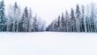 © Oat_Photo - Snowy Winter Forest Landscape  Frosty Trees  White Snow  Cold Weather Scenery