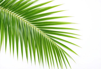 Poster - Lush Palm Frond Detail. A Close-up Capturing Vibrant Green, Pointed Leaves Against A Pristine White Backdrop. High Resolution Showcases Texture, Depth, And Naturalistic Beauty. Perfect For Tropical