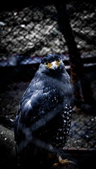 bird of prey