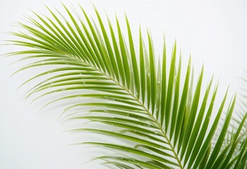 Poster - Palm Leaf Beauty. Fresh Green Fronds With Water Droplets, Light Color Backdrop. A Clean, Polished Look Showcasing Rich Textures. Nature's Detail Captured In A Striking Image.