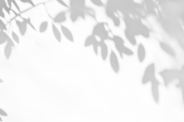 Aufkleber - soft shadow of leaves is cast on plain white wall, creating minimalist and serene atmosphere. subtle play of light and shadow adds depth and texture to simple background