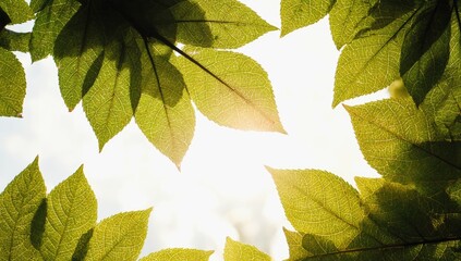 Wall Mural - Sunlit Leaves: A vibrant display of green leaves against the sun, casting shadows and creating a refreshing atmosphere.