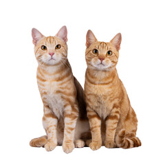 Poster - 2 Purebred European Shorthair cats, sitting beside each other facing front. Looking curious towards camera. Isolated cutout on a transparent background.