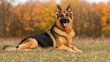© Bojol - Dog Resting in Autumn Field