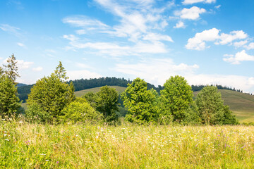 Wall Mural - grassy alpine meadow on the hill of ukrainian highlands. sustainable life in transcarpathia region. 