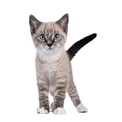 Poster - Expressive house cat kitten, with tabby point pattern, standing up facing front. Looking straight to camera. Isolated cutout on a transparent background.