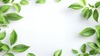 © Flo - Green Leaves Frame on White Background
