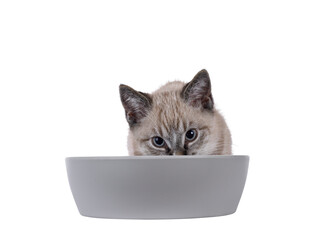Poster - Expressive house cat kitten, with tabby point pattern, sitting behind grey food bowl. Head half in bowl, looking over edge towards camera. Isolated cutout on a transparent background.
