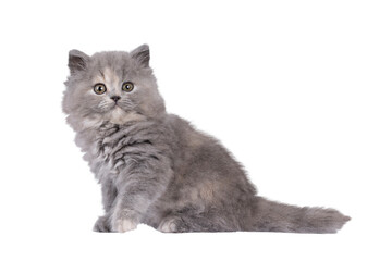 Poster - Adorable blue tortie British Longhair cat kitten, sitting up side ways. Looking curious towards camera. Isolated cutout on a transparent background.