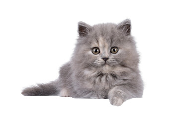Poster - Adorable blue tortie British Longhair cat kitten, laying down facing front with paw over edge. Looking curious towards camera. Isolated cutout on a transparent background.