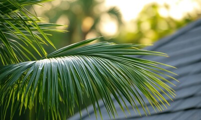 Macro shot of palm tree leaves illuminated by soft natural light creating a serene tropical aesthetic with vibrant green tones .