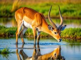 Stunning Lechwe antelope photos from an African safari.  Grazing red, black, and beautiful lechwe in their natural habitat.