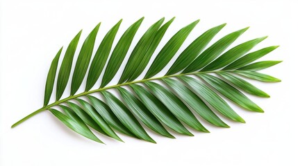 Poster - Vibrant tropical palm frond against white backdrop capturing lush green hues and intricate leaf details perfect for botanical themes