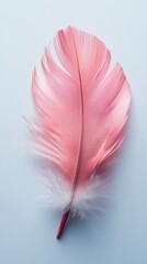Poster - Delicate pink feather on a soft blue background capturing the essence of lightness and serenity in a minimalist style with a high angle view