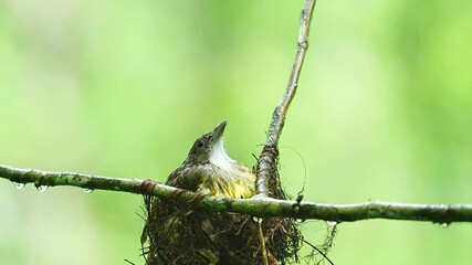 Wall Mural - grey-ckeeked bulbul bird got caught in the rain in the nest