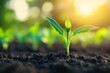 © Aether Pixels - Tender sprout emerging from fertile soil bathed in warm sunlight symbolizing new beginnings and growth in nature