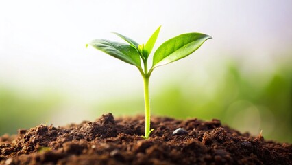 Wall Mural - Young Sprout Growing, Green Nature Background - Candid Stock Photo