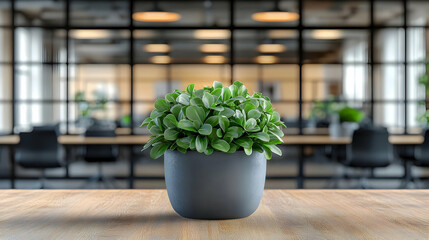  - Office plant, modern workspace, blurred background