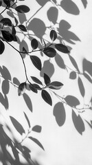 Poster - Elegant black and white photograph of leaves creating shadows on a textured white wall capturing nature's beauty and artistic contrast