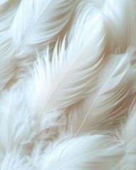 Poster - Delicate arrangement of soft white feathers creating a serene and calming texture background with gentle light and airy feel for peaceful concepts