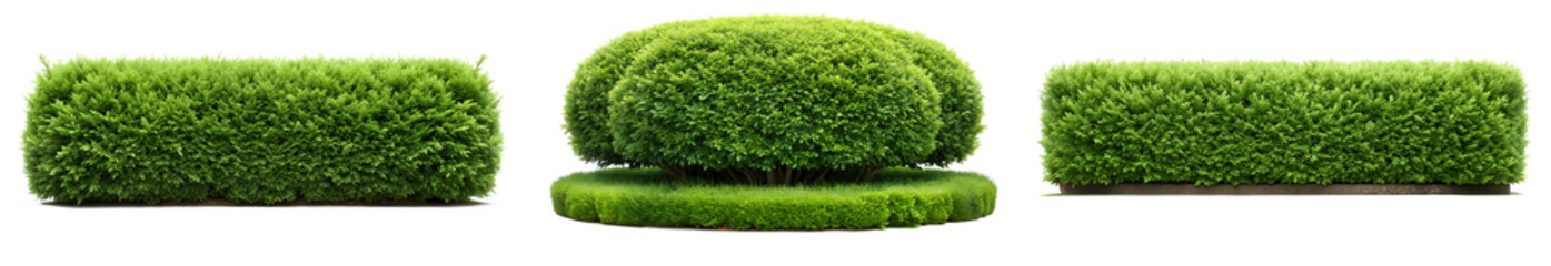 Set of Trimmed Boxwood Hedge in Rounded Shapes, Compact Boxwood, Cypress, and Laurel Shrubs with Lush Green Foliage, Isolated on White Background.