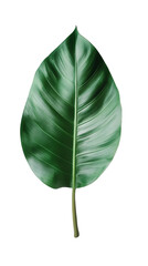 Poster - Vibrant green leaf featuring detailed venation, transparently showcasing botanical intricacy against clean white backdrop