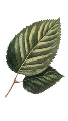 Poster - Green leaves connected by slender stem, showcasing botanical symmetry and organic design against clean transparent backdrop