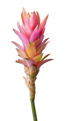 Poster - Studio shot of a colorful tropical flower with transparent background, perfect for graphic design projects