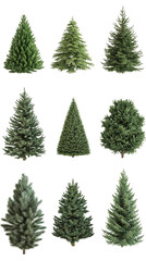 Aufkleber - christmas trees collection with transparent background, ideal for festive design and decorative holi