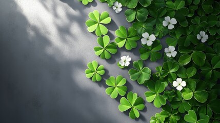 Wall Mural - 3d render of green shamrock leaves with white clover flowers on a grey background. st. patrick's day