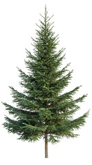 Aufkleber - Photorealistic 3D green spruce tree rendering, transparent background - perfect for architectural visualization and eco-design projects