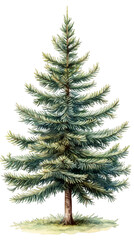Aufkleber - watercolor pine tree rendering, detailed botanical illustration featuring transparent landscape elem