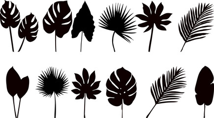 Wall Mural - palm leaves set of black silhouettes, vector