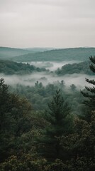Wall Mural - misty forest landscape with rolling hills and dense green trees in soft morning light from above