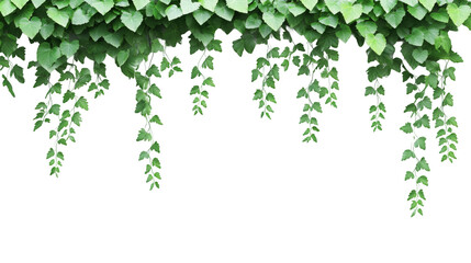 Poster - Lush green ivy branches cascading down create a vibrant natural curtain against a transparent backdrop, enhancing designs